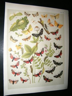 Kirby 1907 Zygaenidae, Syntomidae etc Moths 22. Antique Print