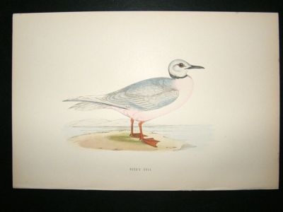 Bird Print: 1891 Ros's Gull, Morris, hand coloured