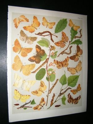 Kirby 1907 Ennomidae, Thorn Moths etc 46. Antique Print