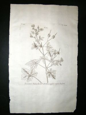 Dillenius 1774 Folio Botanical Print. Geranium 133