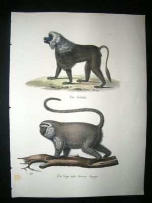 Schinz: 1820's Hand Coloured Print, Monkeys, Gelada Pla