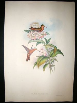 Gould Family of Hummingbirds: C1860 Coral Billed Amazili. Folio Hand Col
