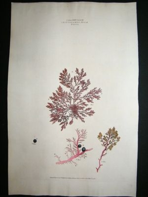 Miller: 1770's Fucus, Folio hand col botanical print