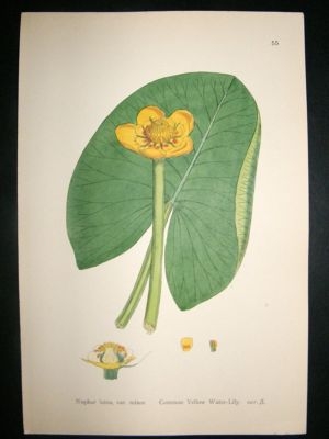 Botanical Print 1899 Common Yellow Water Lily, Sowerby