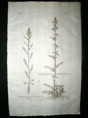 Dillenius 1774 Folio Botanical Print. Helichrysum 109