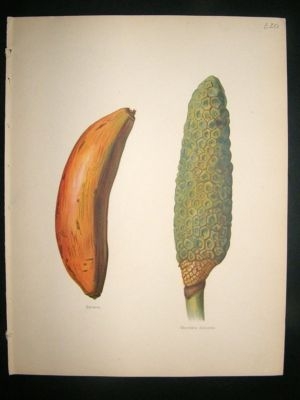 Fruit Print: 1890's Banana, Antique, etc. Wright