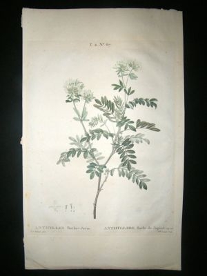 Redoute: 1800s Botanical Print. Anthyllis. Hand Col