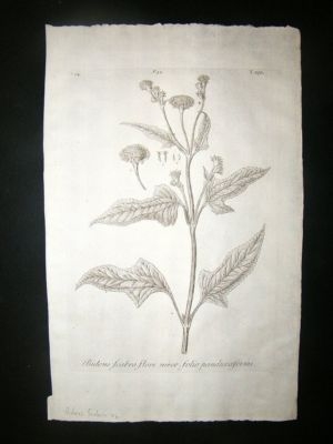 Dillenius 1774 Folio Botanical Print. Bidens Scabra 46