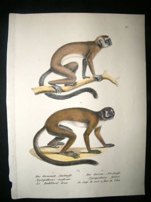 Schinz: 1820's Hand Coloured Print, Monkeys, Plate 37.