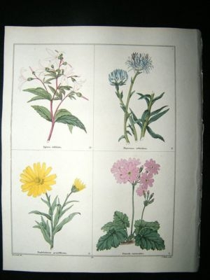 Maund C1830 Spiraea, Rampion, Ox-Eye, Primrose 39. Hand Col Botanical Print