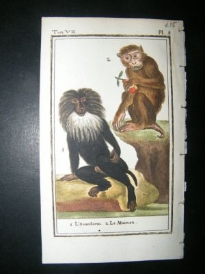 Buffon: C1780 Maimon Monkey, Hand Color Print