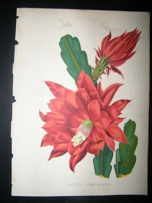 Botanical Print: 1874 Cactus Jenkinsonii