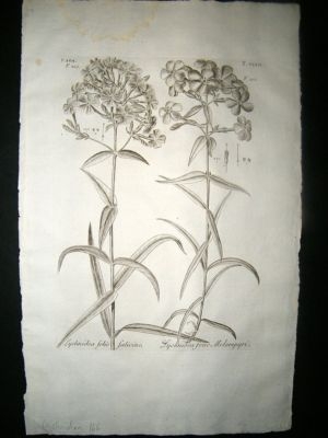 Dillenius 1774 Folio Botanical Print. Lychnidea 166