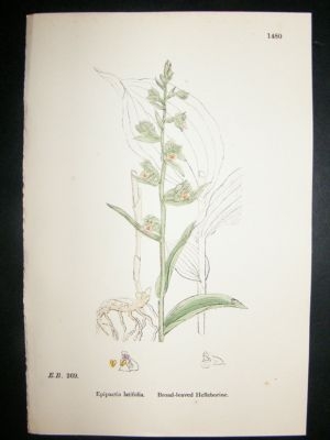Botanical Print 1899 Broad-Leaved Helleborine Orchid, S