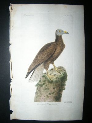 Martinet: C1780 Vulture, Hand Colored Bird
