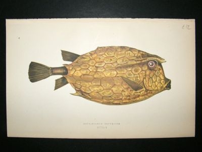 Fish Print: 1869 Four-Horned Trunkfish, Couch