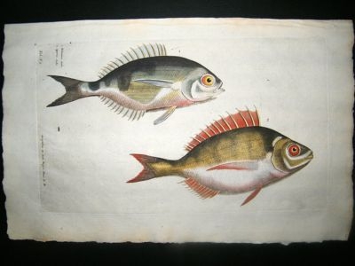 Willughby & Ray 1686 Folio Hand Col Fish Print. Sea Bream