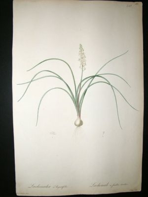 Redoute: 1800s Hand Col Folio Botanical. Lachenalia