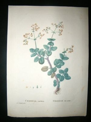 Redoute: 1800s Botanical Print. Crussula Cordata. HC