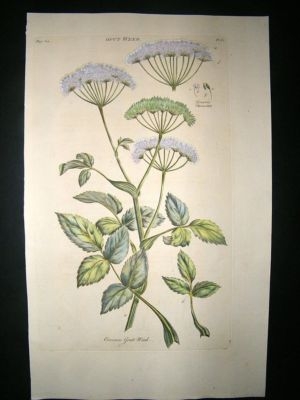 Hill:C1760 Folio Botanical.  Gout Weed.  Hand Coloured.
