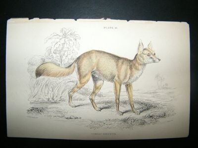 Corsac Dog Fox: C1840 Hand Col Print, Jardine