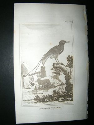 Bird Print: 1812 The King Paradise, Buffon, Antique