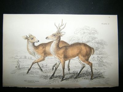 Guazuti Deer: C1840 Hand Col Print, Jardine