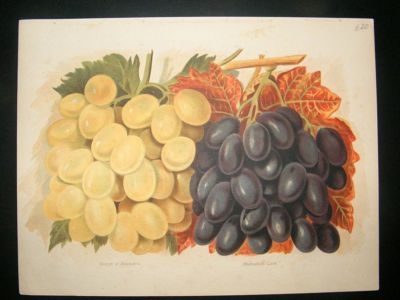 Fruit Print: 1890's Muscat of Alexandria Grapes, etc. W