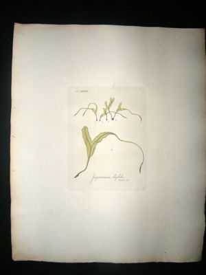 Botanical Print: 1818 Mosses, Jungermannia Rhizobola, H