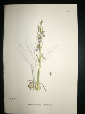Botanical Print 1899 Fly Orchis Orchid, Sowerby Hand Co