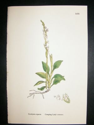 Botanical Print 1899 Creeping Lady's Tresses Orchid, So