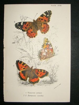 Butterfly Print: 1896 Vanessa Urticae etc, Kirby