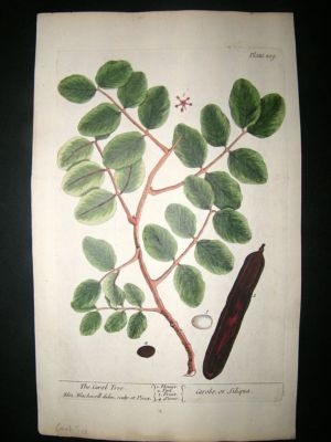 Blackwell:1737 Botanical Carob Tree. Hand Coloured.