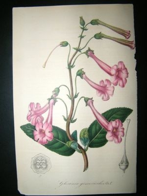 Botanical Print C1845 Gloxinia Gesnerioides, Van Houtte