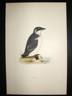 Bird Print: 1891 Roiche, Morris, hand coloured