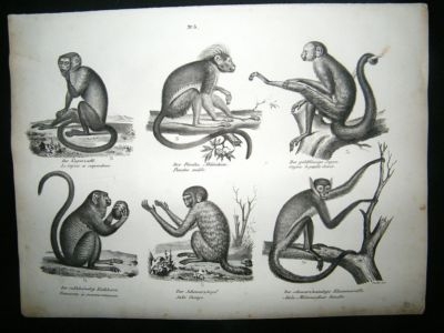 Schinz: 1820's Antique Print, Monkeys, Primates, Plate