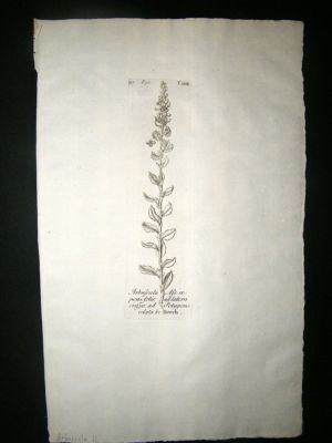 Dillenius 1774 Folio Botanical Print. Arbuscula 32