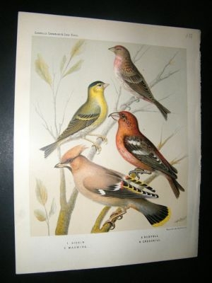 Bird Print 1880 Siskin, Redpoll, Waxwing, Crossbill