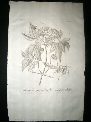 Dillenius 1774 Folio Botanical Print. Flammula Scandens Clematitis 118