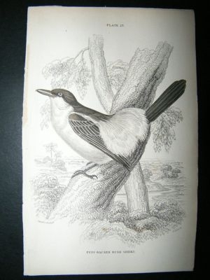 Bird Print: C1840 Puff Backed Bush Shrike