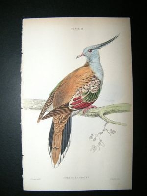 Bird Print: 1835 Crested Turtle, Australia, Hand col