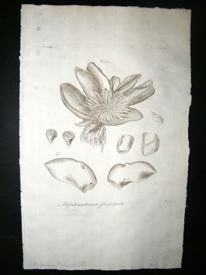 Dillenius 1774 Folio Botanical Print. Mesembryanthemum 183