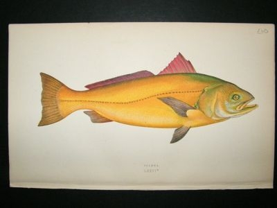 Fish Print: 1869 Sciaena, Couch