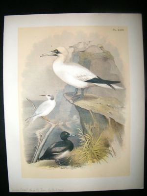 Studer 1881 Folio Bird Print. Common Gannet, Havell's Tern, Black Tern