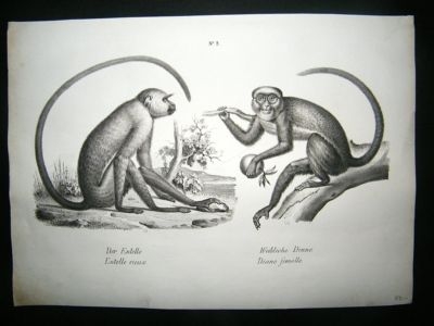 Schinz: 1820's Antique Print, Monkeys, Plate 2.