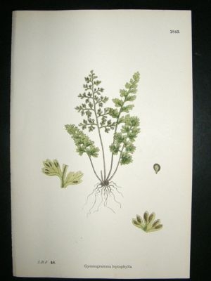 Botanical Print 1899 Gymnogramma Leptophylla Fern, Sowe