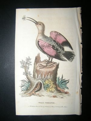 Bird Print: 1800 Wall Creeper, Hand Col