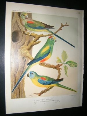 Bird Print 1880 Turquoisine Parakeet, Antique, Rutledge