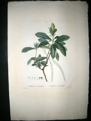 Redoute: 1801 Folio Botanical. Cyrilla