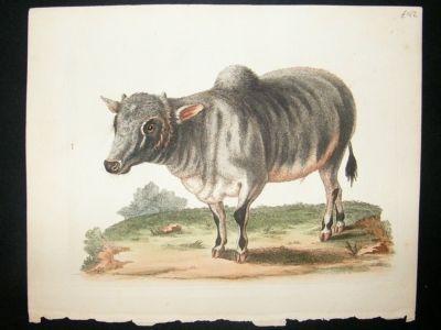 George Edwards: C1750 Ox, Cattle, Hand Col Etching